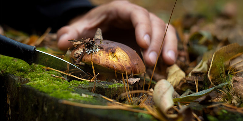 Hand greift beim Pilzsammeln nach einem braunen Pilz am Waldboden, während ein Messer daneben im Moos steckt.